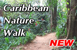 CARIBBEAN NATURE WALK 2